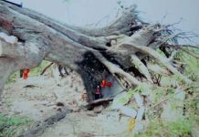 தொண்டைமனாறு நடுத்தெருவில் அமைந்திருந்த வைரவருக்கு நேர்ந்த கதி!